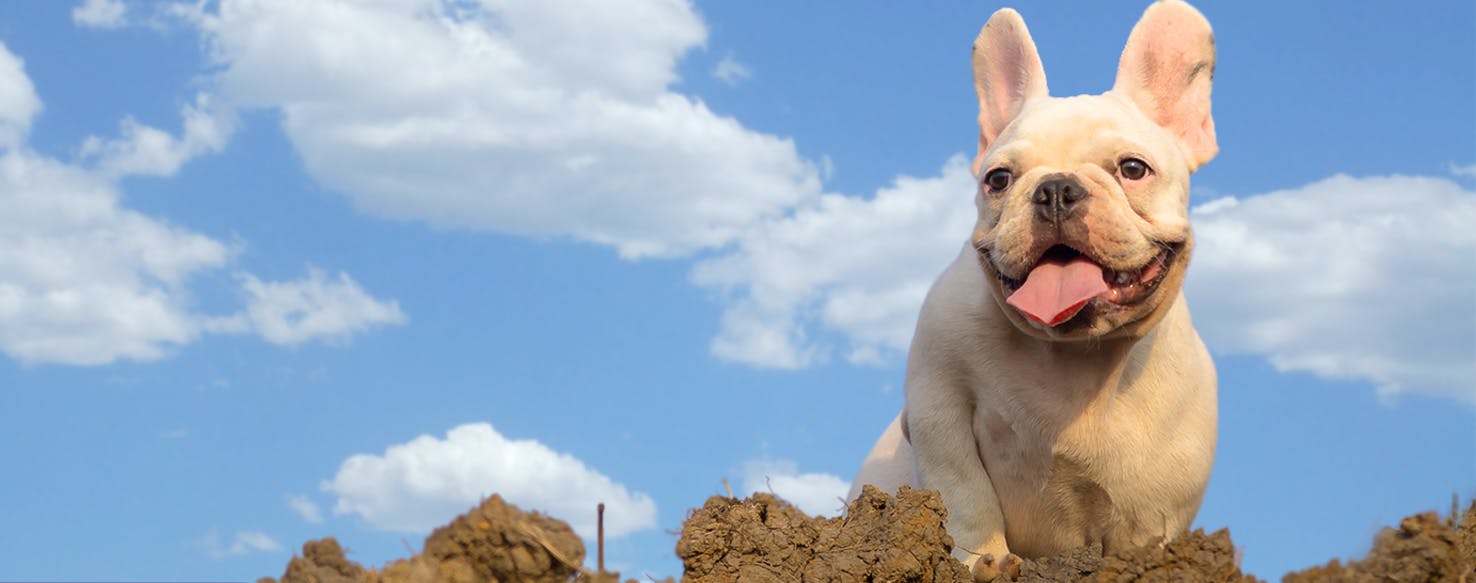 Famous Libra Dog Names Popular Male and Female Names Wag!